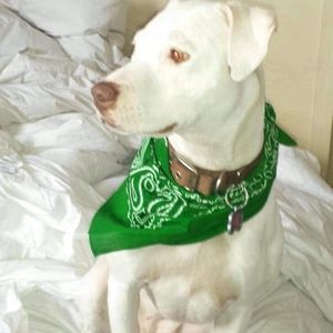 Meet your Posher, Alison